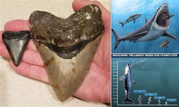 Did NASA Find A Frozen Megalodon?