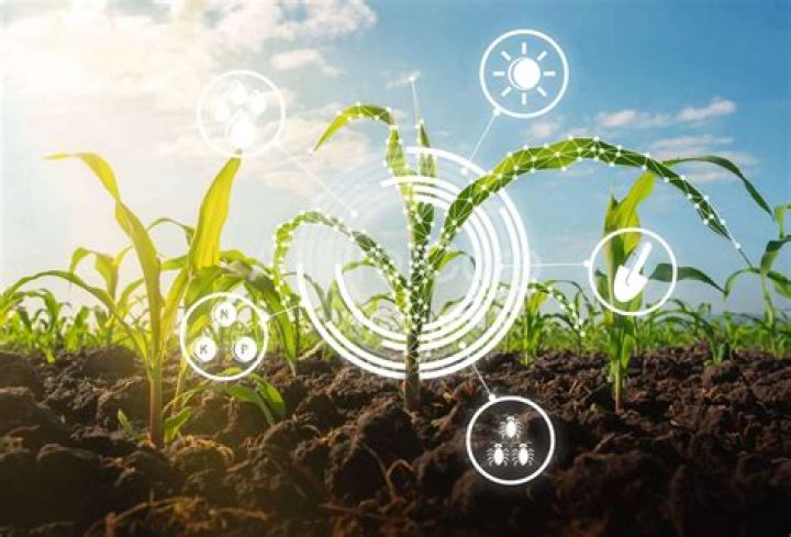 Mayseeds: Unlocking the Potential of Sustainable Agriculture