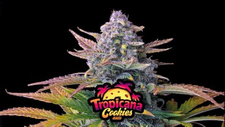 Overview of the Tropicana Cookies Cannabis Strain