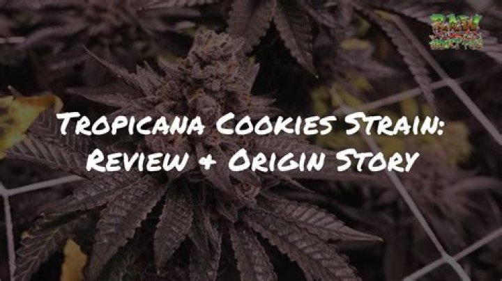The History and Origins of the Tropicana Cookies Cannabis Strain