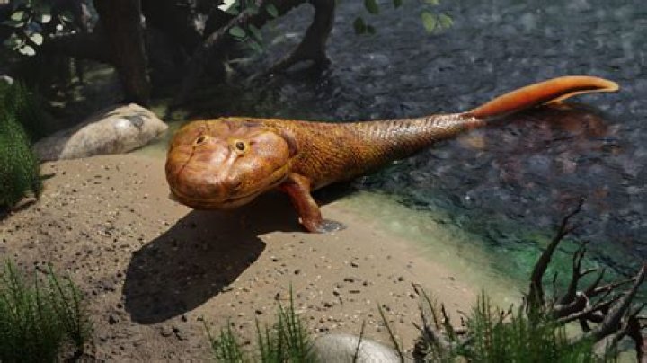 Unveiling The Enigma Of The "Fish That Looks Sad": Discoveries And Insights